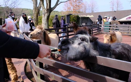 Kyushu Natural Animal Park & Yufuin Full-Day Private Tour