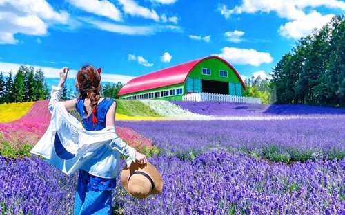 【Tur Sehari Penuh Bunga Hokkaido Dua Rute】Kolam Biru Biei × Furano × Shikisai no Oka (Termasuk Tiket Masuk) | Pemandangan Indah Jalan Patchwork | Berangkat dari Sapporo