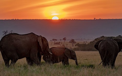 Excursión definitiva de 6 días por Amboseli, el lago Naivasha, el lago Nakuru y Masai Mara