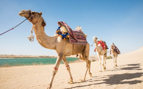 three camels with a leash walking at the desert