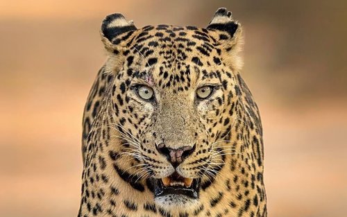 Yala National Park Premium Safari : Private & Shared Jeep Tour