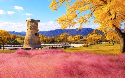 Gyeongju Autumn Foliage & Pink Muhly Tour from Busan