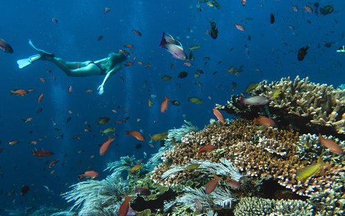 Сноркелинг в Морском парке Менджанган от Dive Concepts Bali