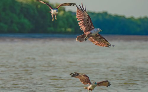 Experiencia de alimentación de águilas en Kuala Selangor
