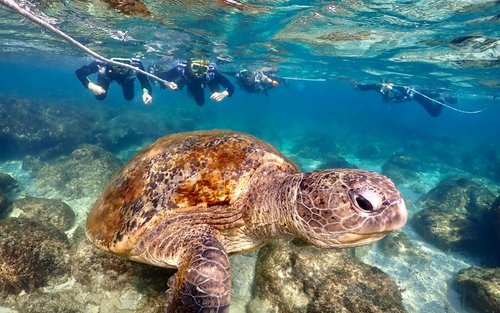 屏東: 小琉球蟹老闆浮潛體驗 (贈拍照)