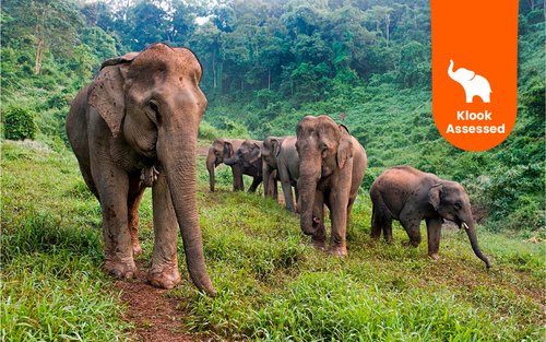 Séjour d'une nuit au Centre de conservation des éléphants au départ de Luang Prabang