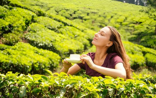 Tea Factory Tour from Nuwara Eliya