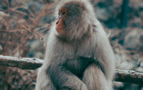 Nagano Snow Monkey Park Full-Day Private Guided Tour