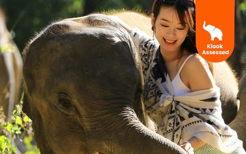 Elephant Retirement Park Chiang Mai Elephant Care Programs