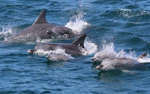 杰维斯湾观赏海豚游船巡航