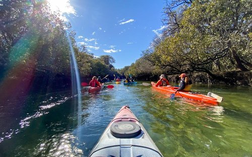 Dolphin Sanctuary Mangroves Tour
