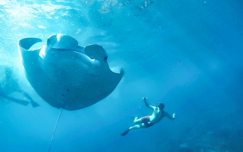 Snorkeling di Nusa Lembongan dan Manta Bay