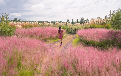제주 카멜리아 힐 티켓