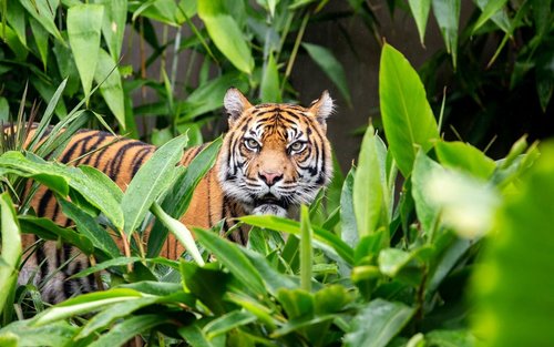 塔龍加動物園（Taronga Zoo）& 悉尼港渡輪票