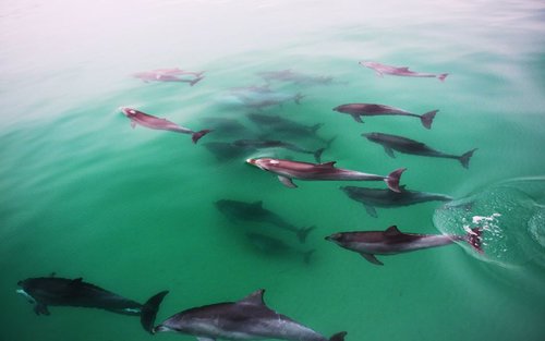 Temptation Dolphin Cruise in Glenelg from Adelaide