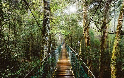 O'Reilly's & Lamington National Park