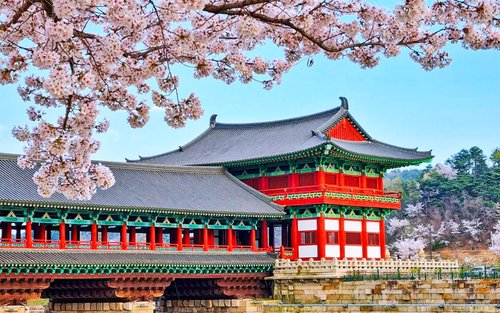 Kirschblütenreise im Frühling von Busan nach Gyeongju