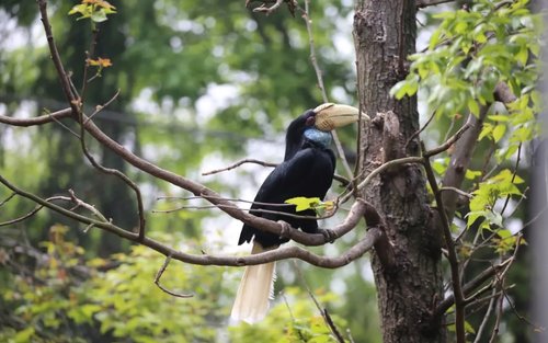 Nanjing Hongshan Forest Zoo