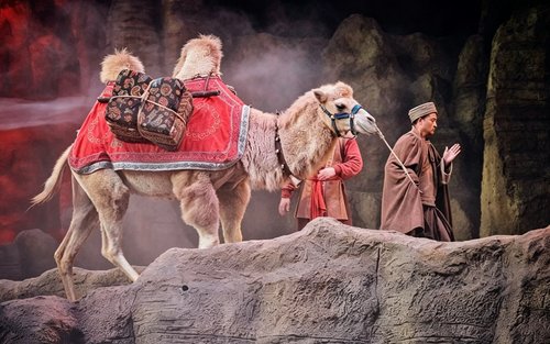Xi'an Legend of Camel Bell Show Halvdagstur med privat transfer