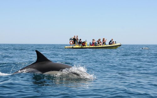 Benagil Cave and dolphin watching boat tour in Albufeira