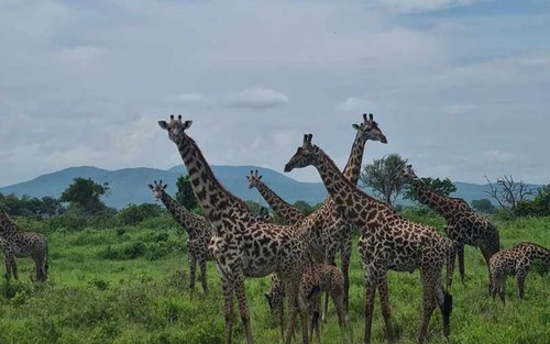 Arusha National Park Day Trip