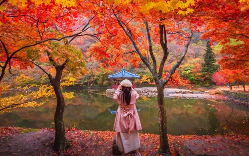 Naejangsan National Park Autumn Foliage Day Tour from Seoul / Busan