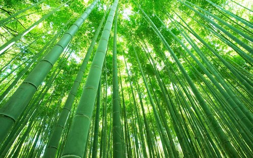 Halve dag Kyoto Sagano Bamboe Bos & Arashiyama Begeleide Wandeltour