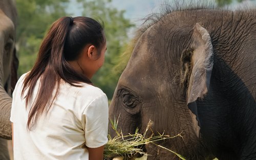 Chiang Mai Elefantjungelturer Guidet Tur