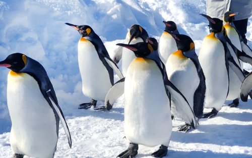 北海道旭山動物園＆美瑛 冬季一日遊｜ペンギンの散歩＋四季彩の丘 雪景色＋森の妖精テラス（札幌発）
