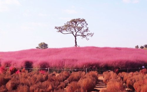 Seoul Anseong Farmland & Starfield Guided Tour