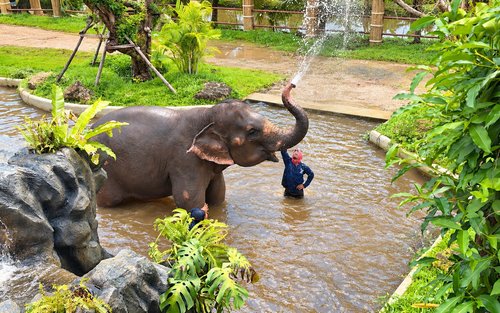 Damnoen Saduak Elephant Sanctuary