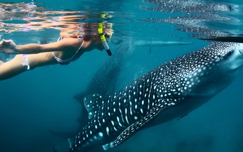 3-tägige Cebu Highlights-Tour