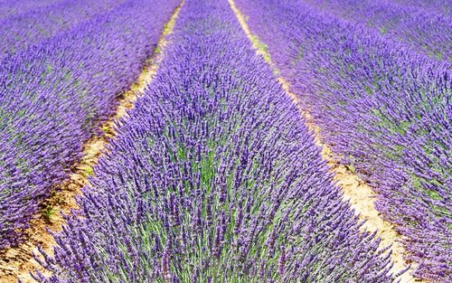 Valensole Lavender Full Day Tour dari Marseille
