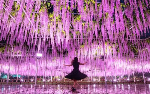 あしかがフラワーパーク：旅行前に知っておきたいおすすめ情報