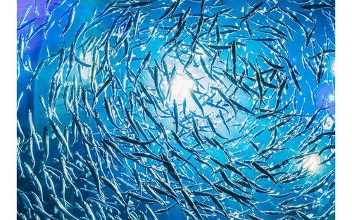 Découvrez les merveilles marines à Koh Tao avec le centre de plongée PADI 5 étoiles