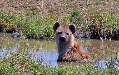 Ol Pejeta 3-tägige private Safari & Wildtiererfahrung