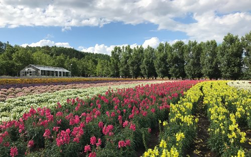 札幌包車接送往返二世古／洞爺湖／富良野／函館／小樽