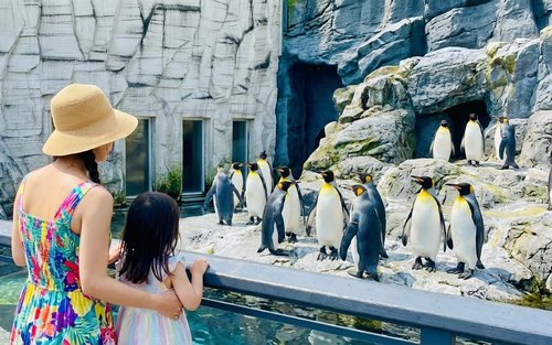Hokkaido Furano Day Tour: Asahiyama Zoo & Forest Elf Terrace