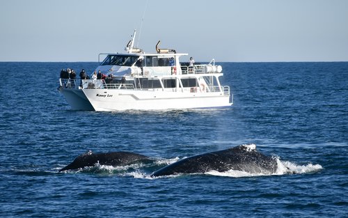 Crucero de avistamiento de ballenas en invierno en Phillip Island