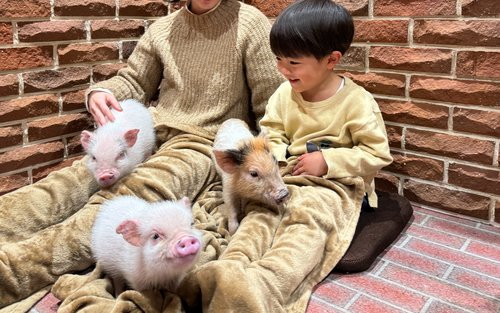 Kafe dengan Ruangan Pribadi Sepenuhnya untuk Berinteraksi dengan Anak Babi Mini, Termasuk Pengalaman Memberi Makan Camilan (Kichijoji, Tokyo)