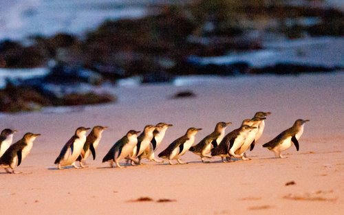 オーストラリアの日帰りツアー（2025年）TOP10 | Klook 日本