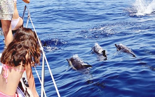 Hurghada Red Sea Half-Day Dolphin Watching & Snorkeling Tour
