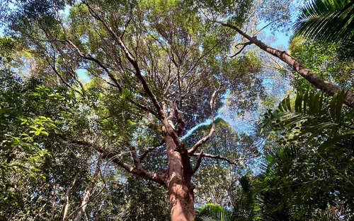 Penang National Park Full-Day Private Rainforest Tour