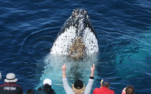 Experiència d'observació de balenes a Gold Coast