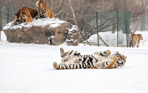 Harbin Siberia Tiger Park & Grand Theatre Dagstur