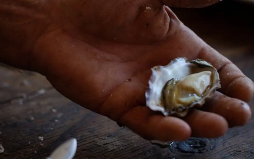 Farm to Plate Oyster Cruise and Tasting on Hawkesbury River