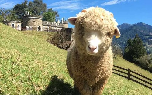 日月潭&清境农场一日游（台中市区饭店接送）