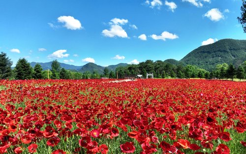 Nami island/Jarasum Flower Festival/Rail Bike/Alpaca World Day Tour