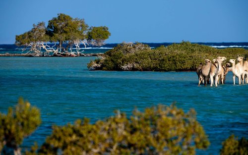 Discover the Beauty of Wadi El Gemal Tours