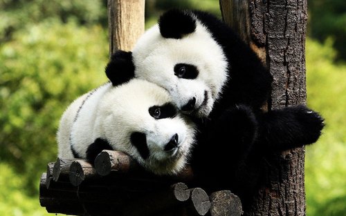 Tour privato di un giorno a Pechino: Panda Gigante, Palazzo d'Estate e Tempio del Cielo